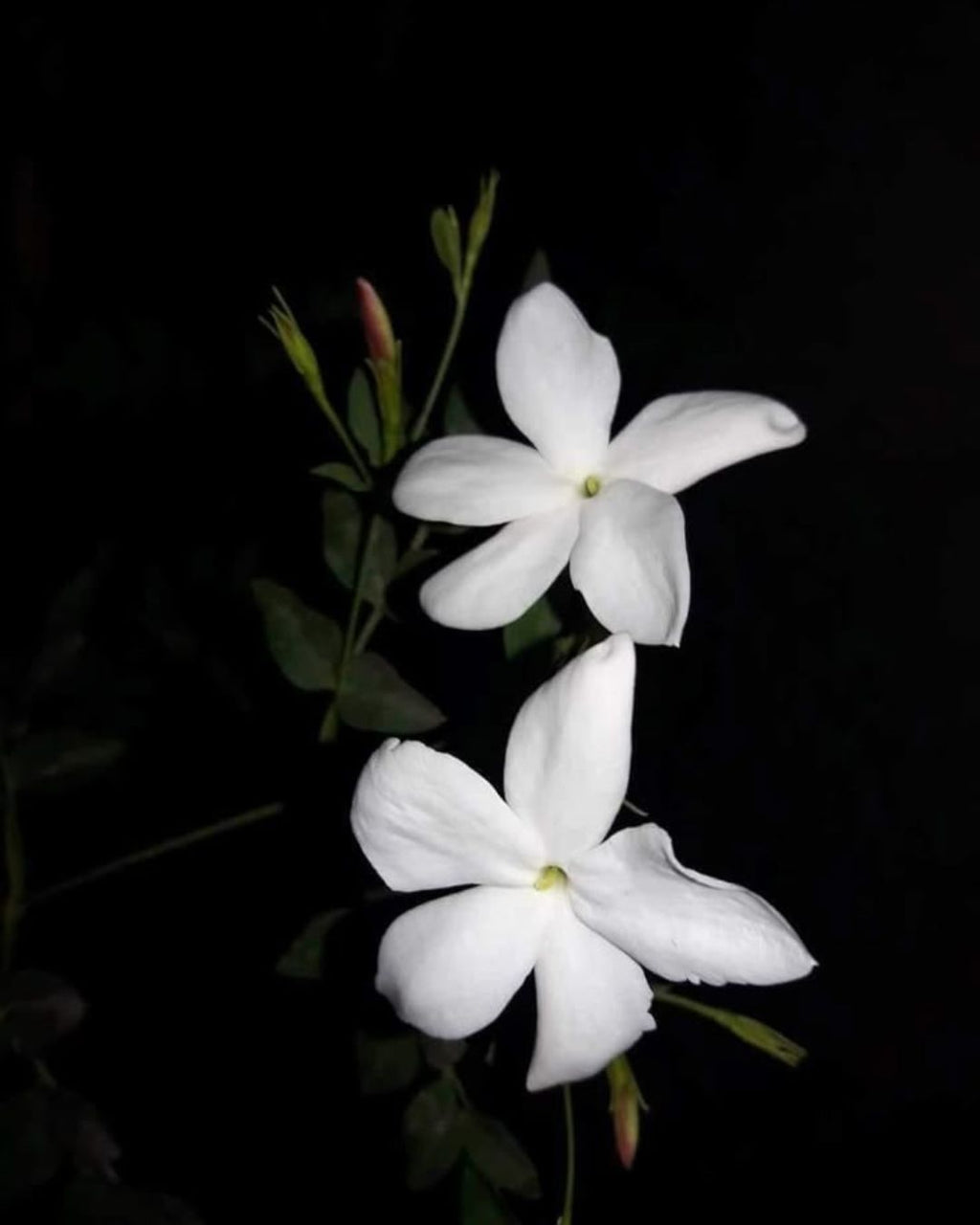 MYSSENCE Ocean Drift Eau de Parfum – 100ml