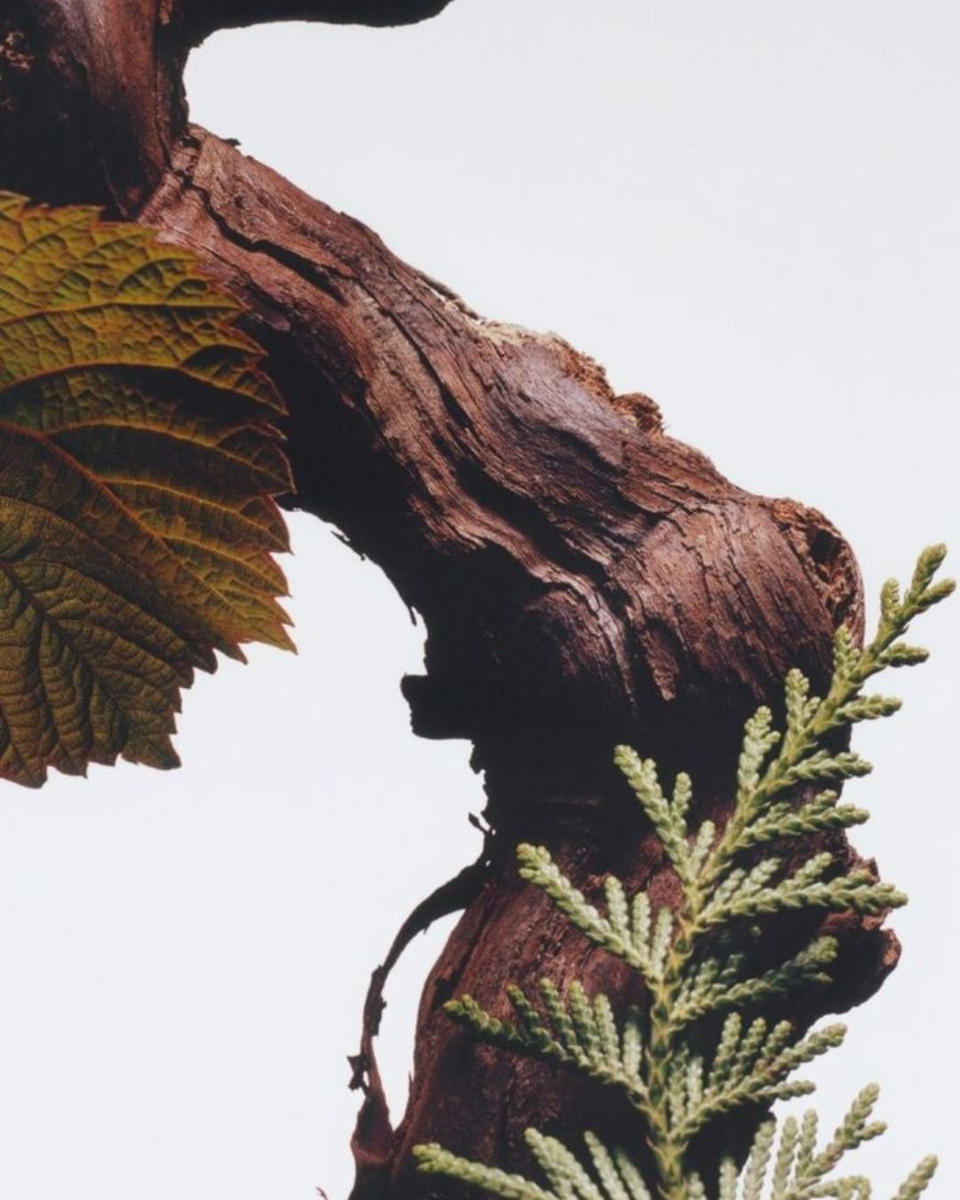 Myssence Seraphine – 50ml Eau de Parfum