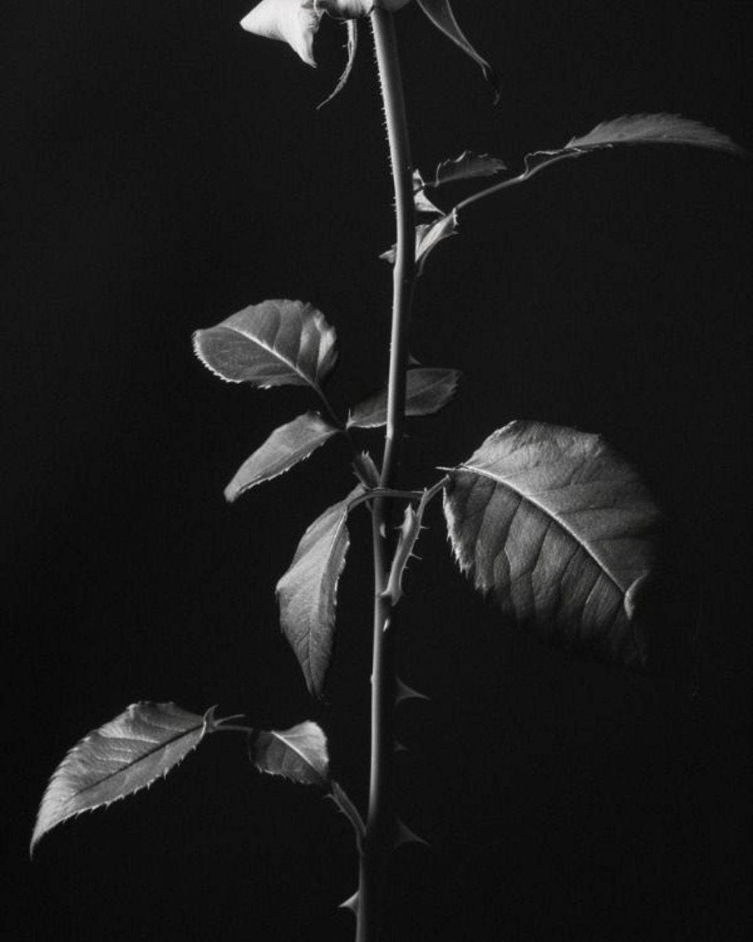 Myssence Luna Rosa – 50ml Eau de Parfum