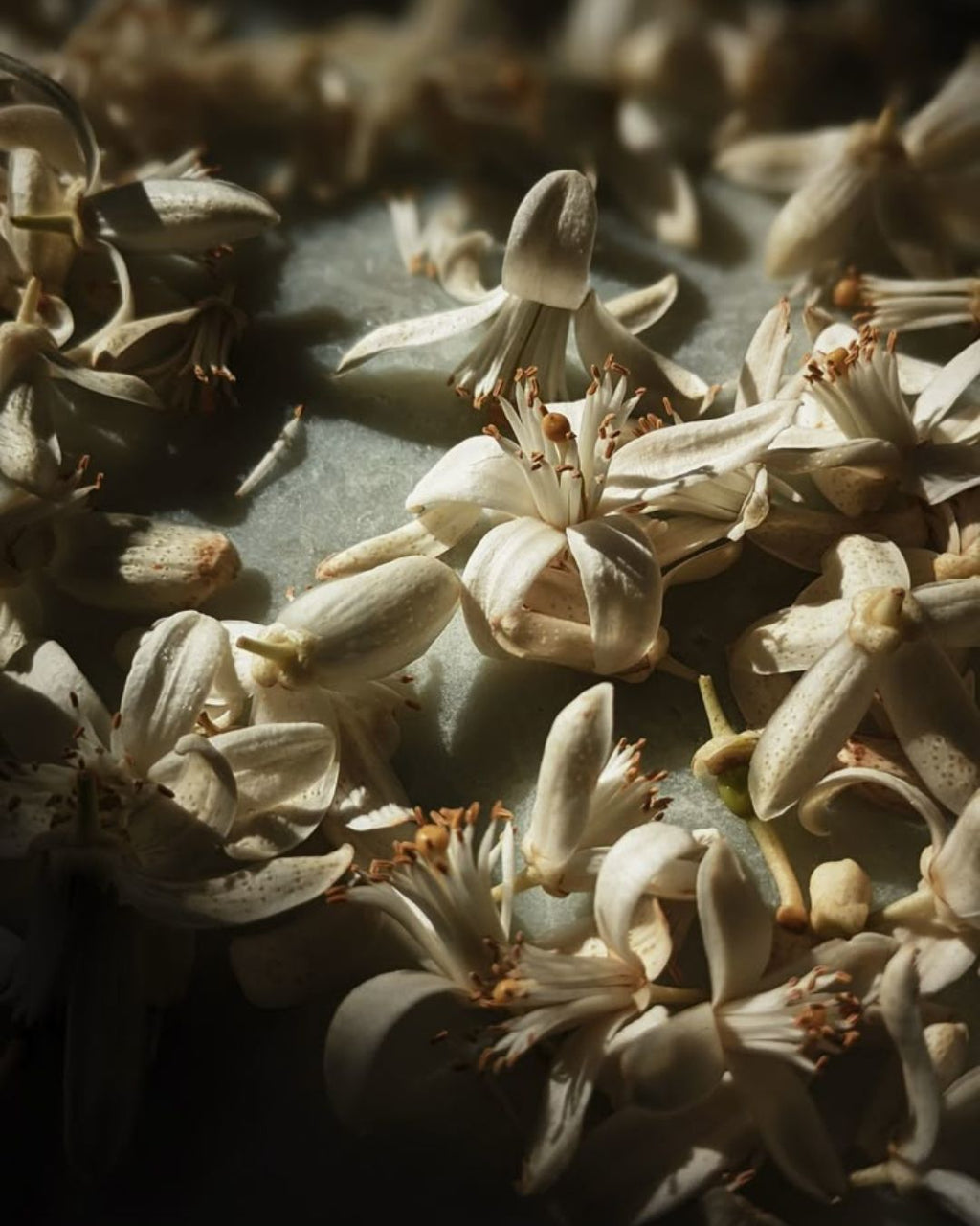 Myssence Nasha Blue – 50ml Eau de Parfum