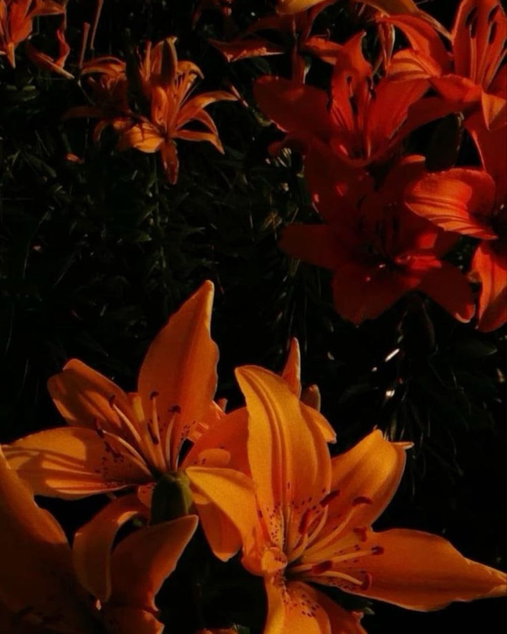 MYSSENCE Legacy 18 | 100ml Eau de Parfum